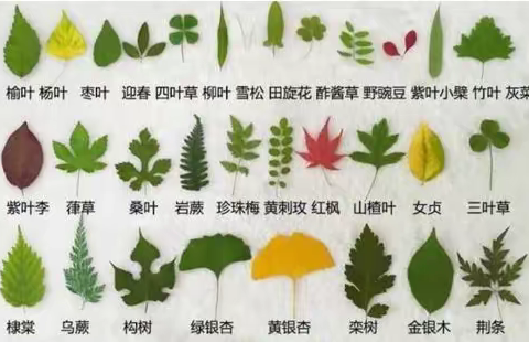 线上课堂   综合实践——有趣的树叶画