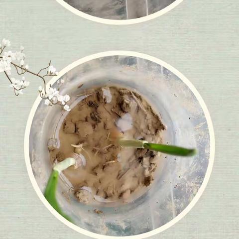 窗台的小绿苗长大了