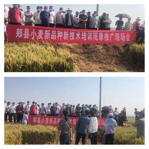 郏县农业农村局组织召开小麦新品种新技术培训观摩推广现场会
