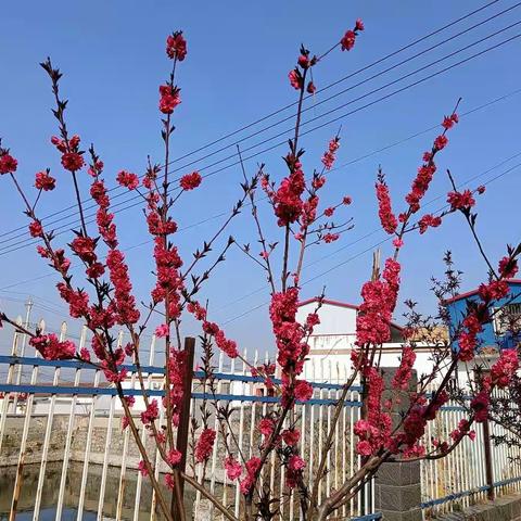 校园里的春天——卜居头小学之春天来了