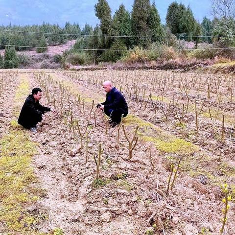 绥阳镇：强督查、找差距、转作风—全力推进蚕桑产业发展迈上新台阶