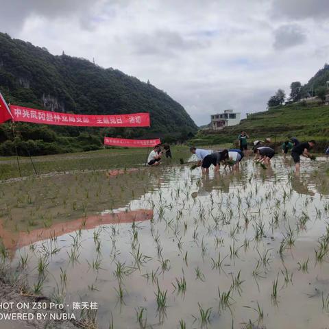 【我为群众办实事】凤冈县林业局：干群连心 插秧助农解民忧