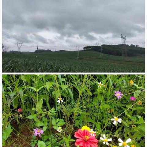 雨生百谷 滋润万物——记石塘镇芦村学区二年级语文组教研活动