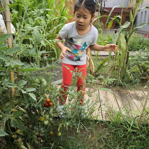 雨后的幼儿园，西红柿黄瓜都成熟了。我们在小菜园里忙碌着。