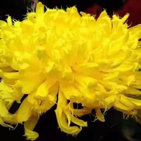 读诗赏花：千姿百媚菊芬芳。