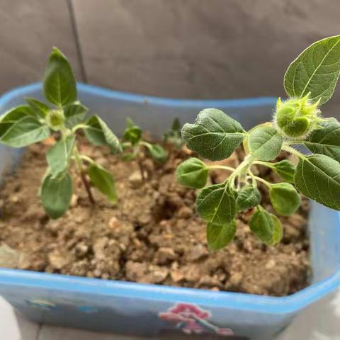 慢慢成长的向日葵