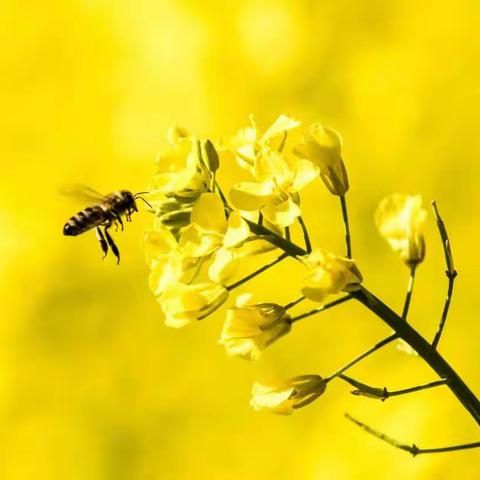 七彩云南行之三 罗平