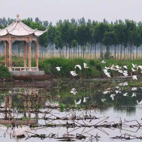 胡官屯浅水藕产业扶贫基地掠影