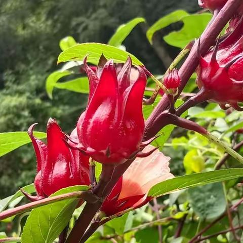 洛神花（俗称红桃K），看看你们也认识吗？