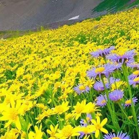 也许...欣赏着满屏的花朵，可以让自己的心情变得更好！🌸🌸🌹🌹🌹🌺🌺🌺💐💐🌷🌷