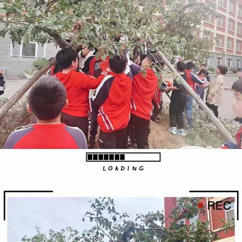 红果飘香满校园，喜迎山楂采摘节——实验小学文化路校区第一届山楂采摘节