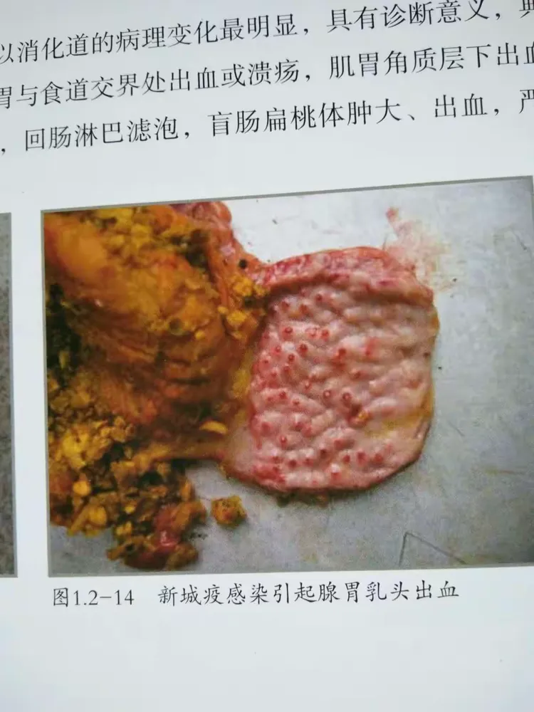 这两年频繁遇见痢菌净中毒病例