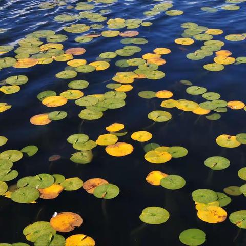 冬已至秋依旧～挥不去的斑斓秋色