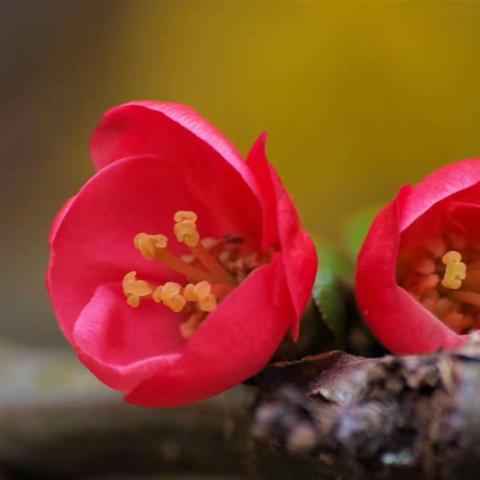 春天，花的季节花的海洋