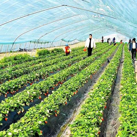 工行颍泉支行举办“魅力三八，风采无限”私银、高端客户户外采摘活动