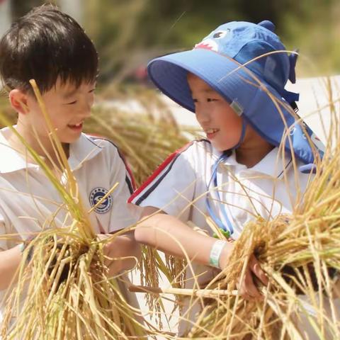 青青园中葵   朵朵向阳开----县实验小学教育集团学士路校区三（1）班“稻鱼共生”方山研学之旅