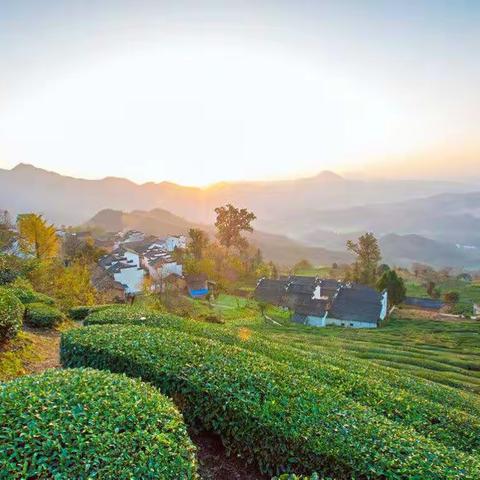 茶和旅的融合       学与研的创新