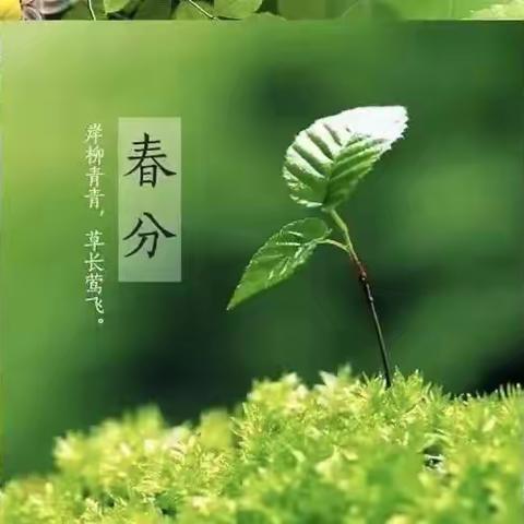 【廿四节气】遇春分，知春意——芝麻墩街道凤翔幼儿园二十四节气小知识之“春分”