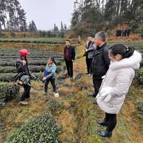 永安镇田坝社区开展茶叶质量专项整治行动