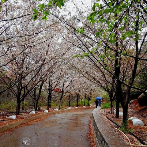 清明节雨天游赏樱花