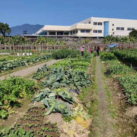 田间劳动