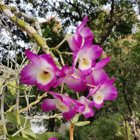 福州于山的兰花开啦