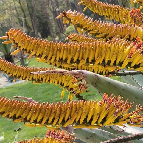 福州森林公园的热带植物与奇花异草