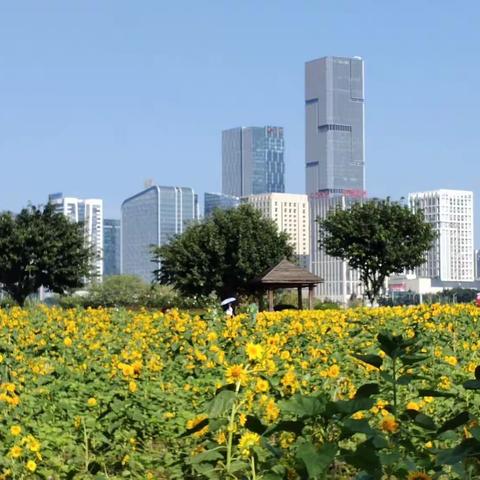 鲜花盛开的福州花海公园