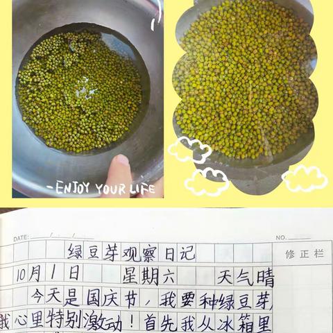 绿豆芽观察日记