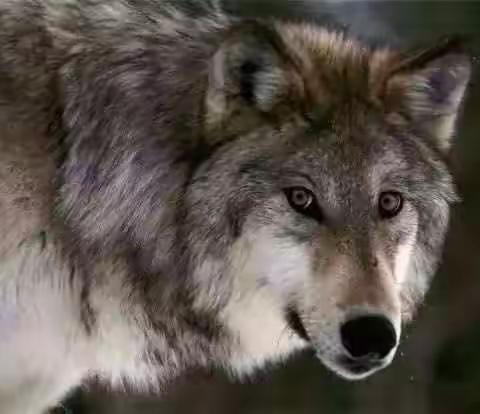 人宁可做狼，也不当羊！