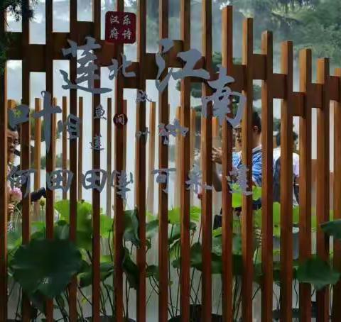 江南可采莲、莲叶何田田