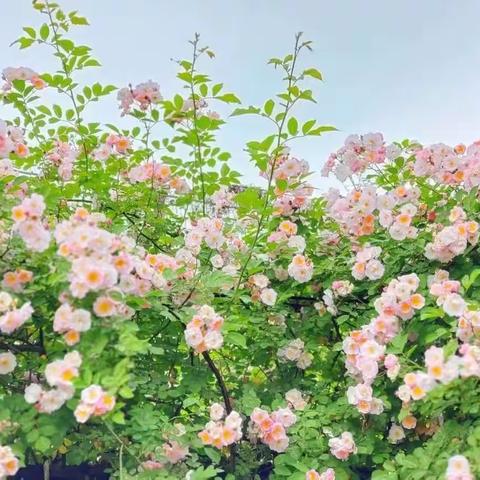 我和春天有个约会