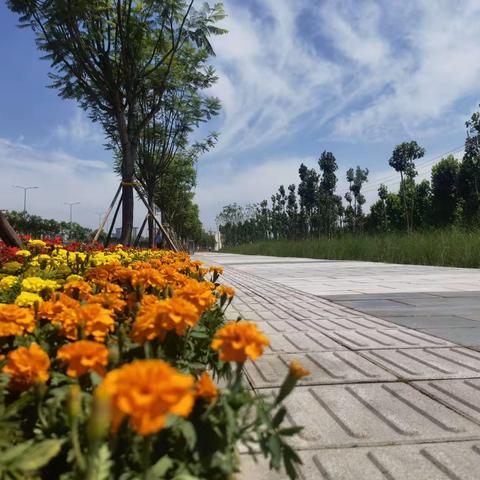 学党史践初心，我为群众办实事一一沙区环卫处活动风采纪实【沙区环卫处】