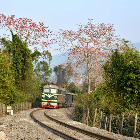 三月里的木棉花