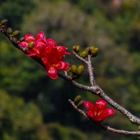昌化江畔木棉红