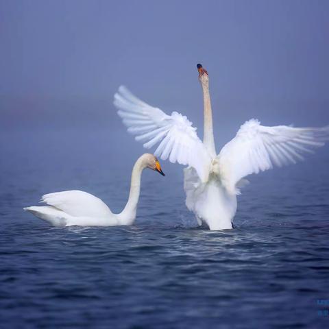 【课程游戏】🦢又见天鹅舞翩跹🦢——市二幼教育集团（上恰其分园）大二班