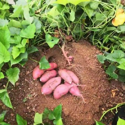 十八盘乡:优化种植结构，发展特色农业