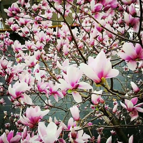 春暖花开风景好，万紫千红处处春