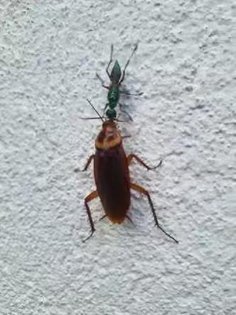 闽谚声律启蒙新注九十二 烘对浸