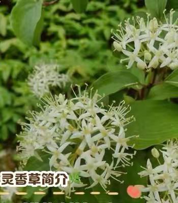 闽谚声律启蒙新注九十 唆对啄