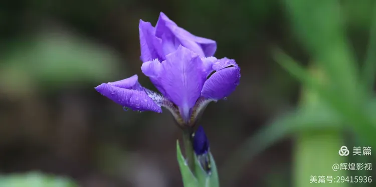 鸢尾花一朵几个花瓣图片