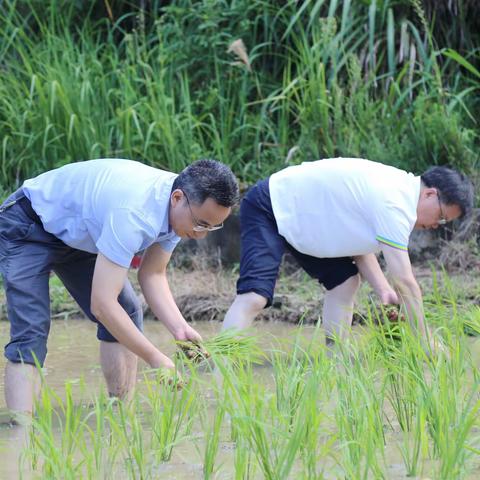 抢抓农时忙夏种 税务助农再添力——石城县税务局党委书记、局长林文忠深入大秀村调研指导乡村振兴