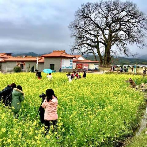 新丰有什么好玩的－春节油菜花之旅，翡翠山河度假庄园欢迎你！