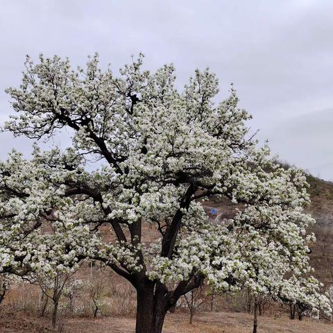 忽如一夜春风来，千树万树梨花开万朵白花开