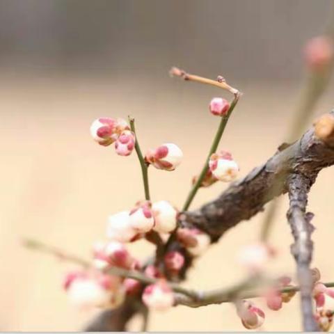 （第五中学  徐雅灵）他山之石可攻玉――记太原外国语学校跟岗培训学习之旅