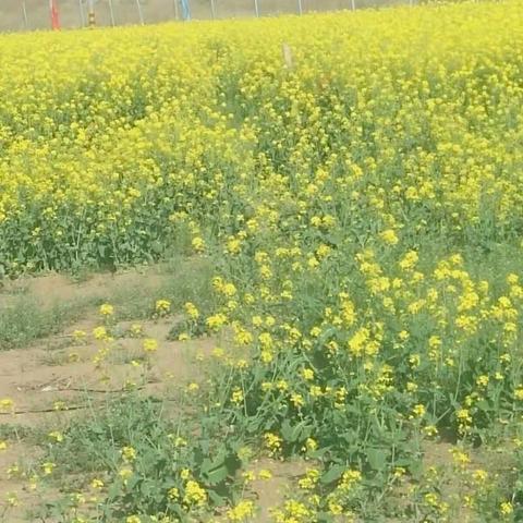 新爱婴灿烂花海等你来。。