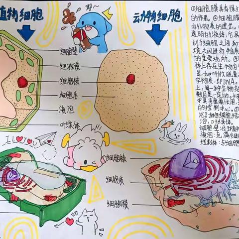 【教育质量提升年】笔尖上的生物之美——泗洪育才北辰学校七年级生物绘图展