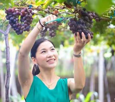 葡萄采摘活动尽在浙江磐安双溪樱花后田村。