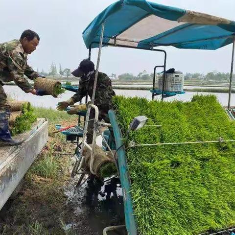 罗山县子路镇 ：春耕尽显科技范  水稻机械插秧进行时