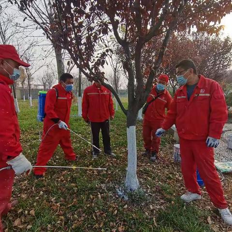 绿化养护靓风景 树木涂白换新衣